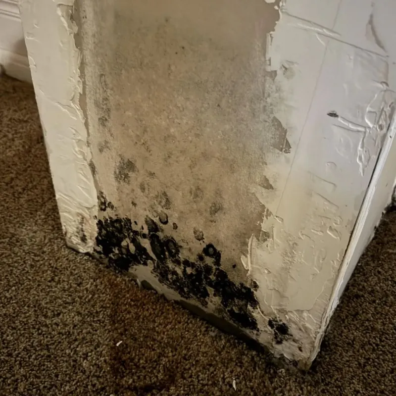 Professional Mold Removal in Houghton, NY